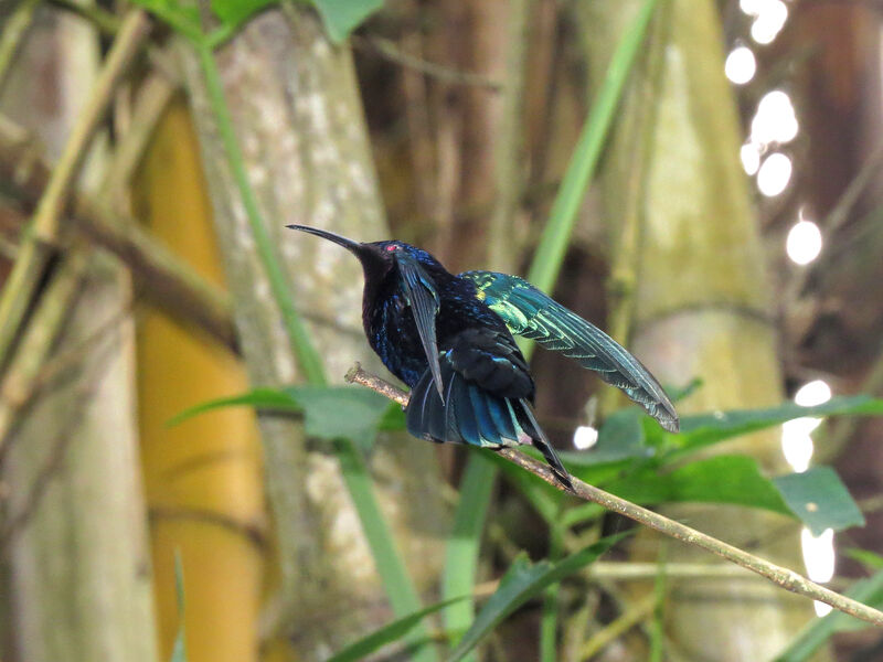 Purple-throated Carib