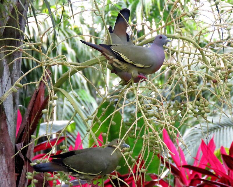 Pink-necked Green Pigeon