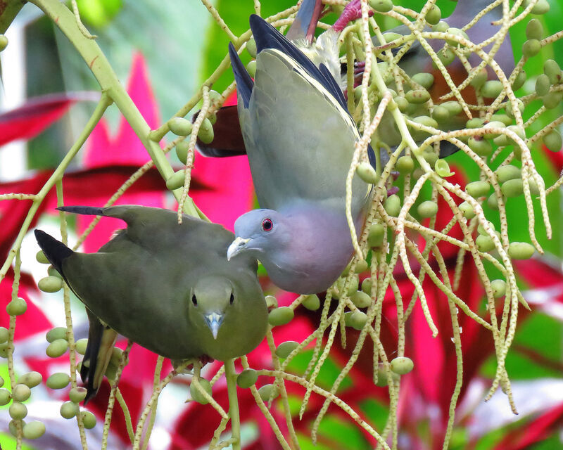 Pink-necked Green Pigeon