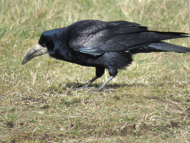 Corbeau freux