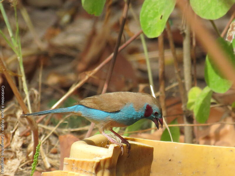 Cordonbleu à joues rouges mâle