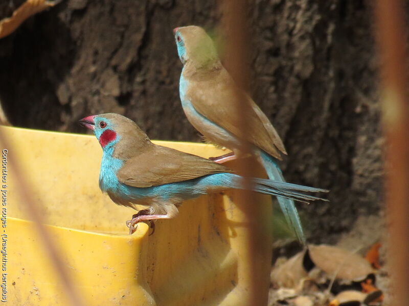 Red-cheeked Cordon-bleu