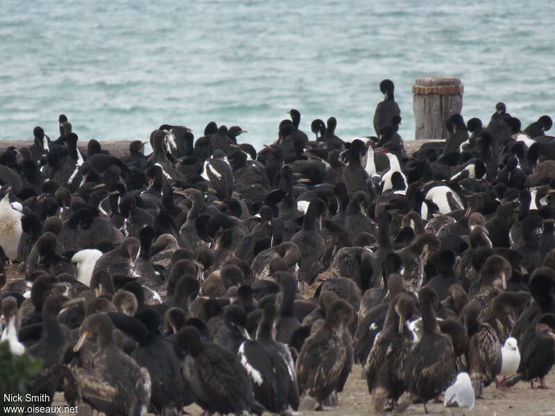 Cormoran bronzé, Comportement