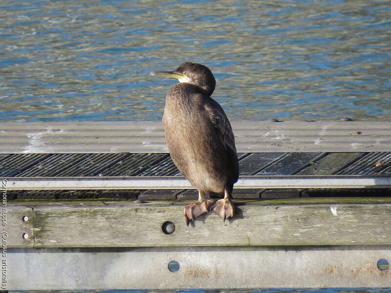 European Shag