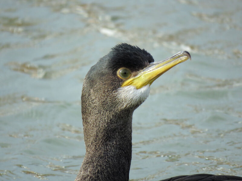 European Shag, close-up portrait