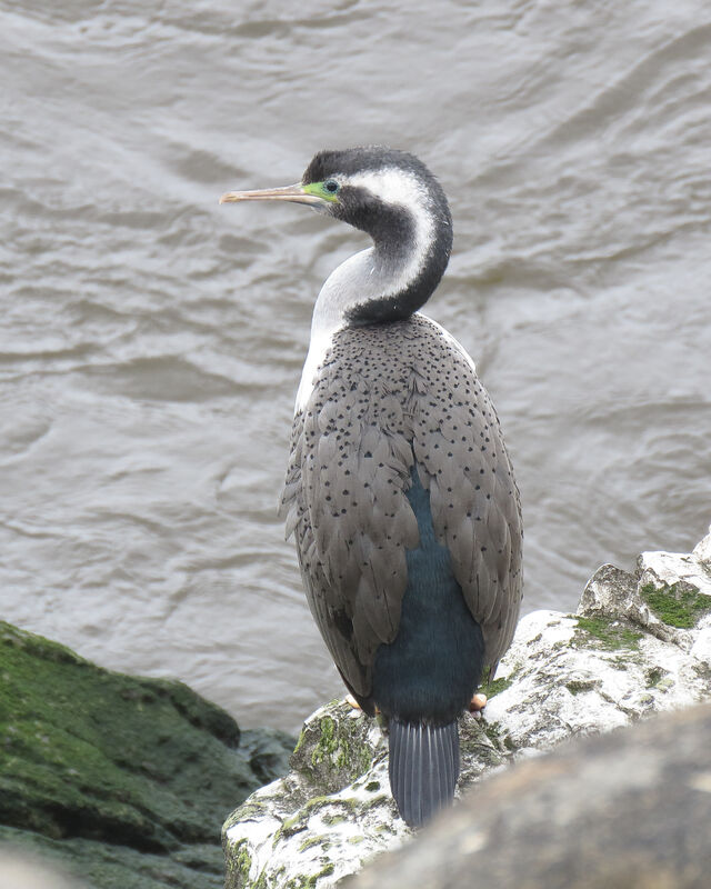 Spotted Shag