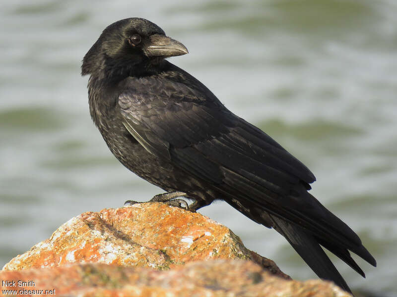 Carrion CrowSecond year, identification