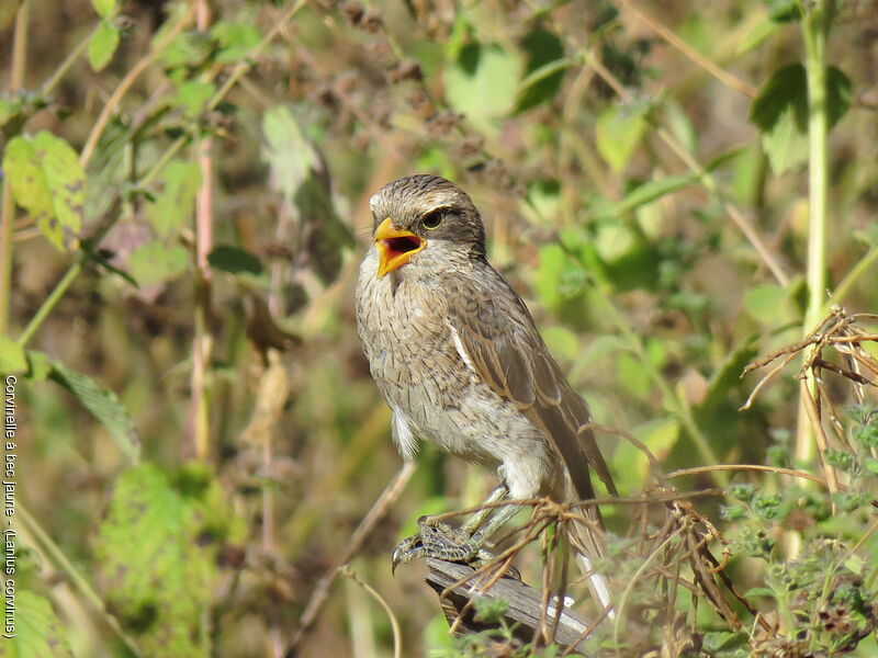 Yellow-billed Shrike