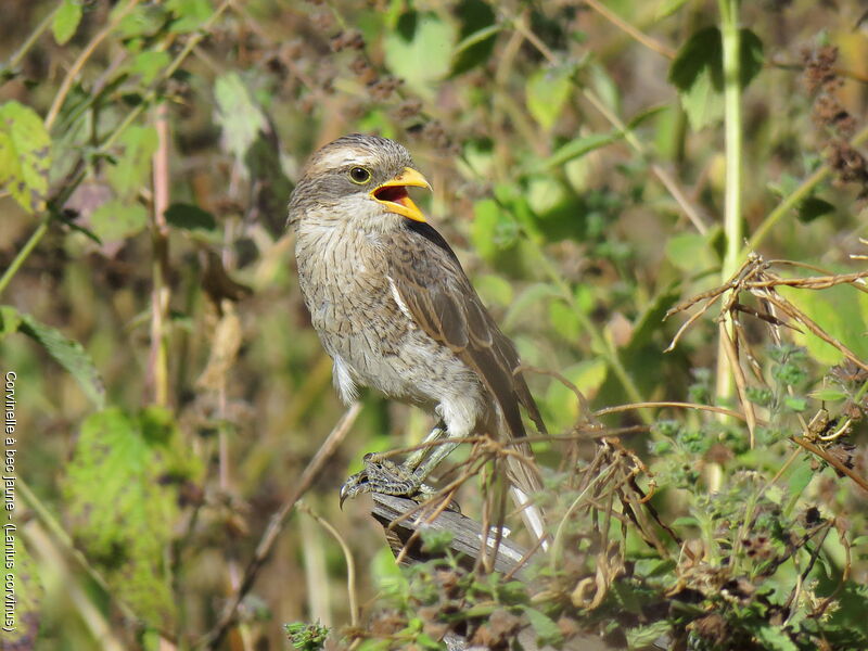 Yellow-billed Shrike