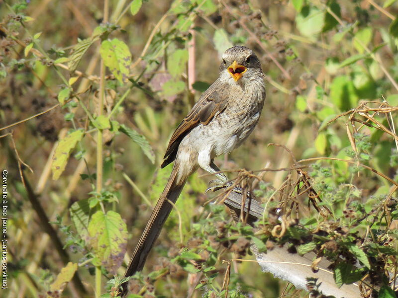 Yellow-billed Shrike