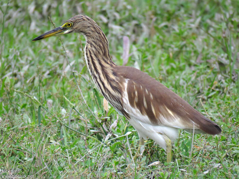 Crabier chinois1ère année, identification