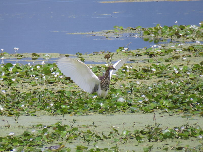 Chinese Pond Heron