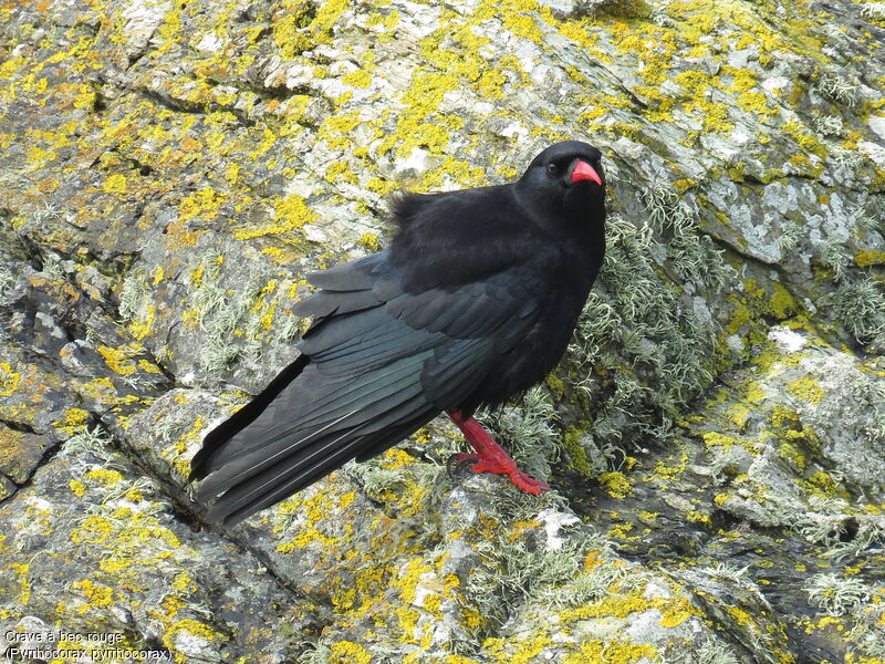 Red-billed Chough