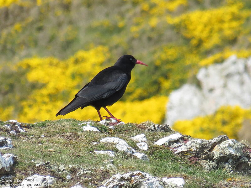 Red-billed Chough