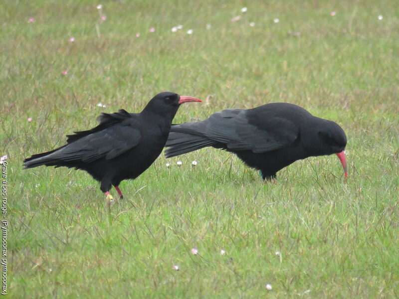 Red-billed Choughadult