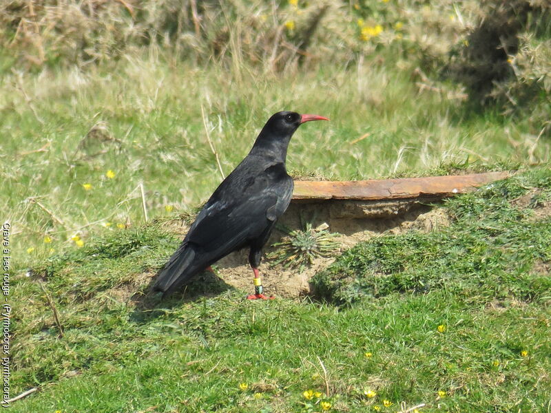 Red-billed Chough