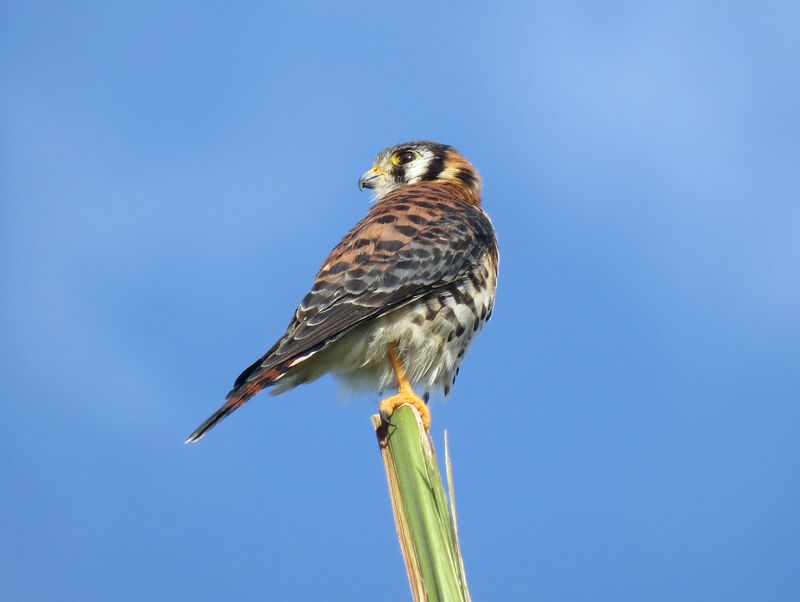 American Kestrel