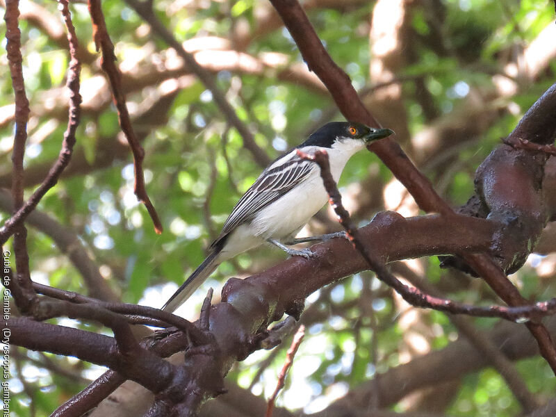 Northern Puffback