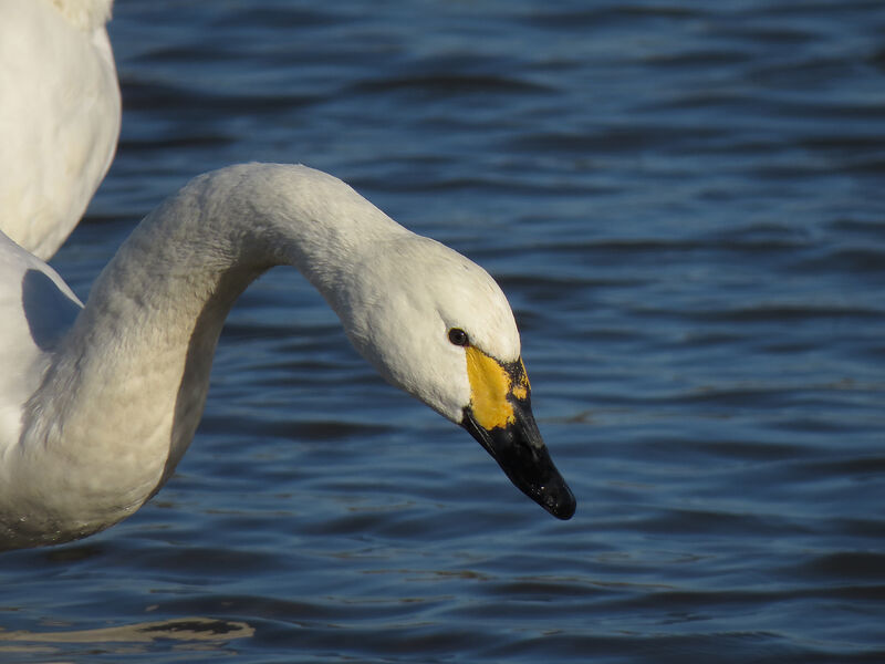 Tundra Swan, close-up portrait