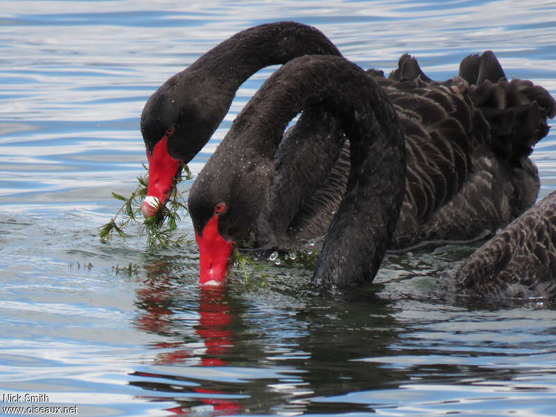 Cygne noiradulte, mange