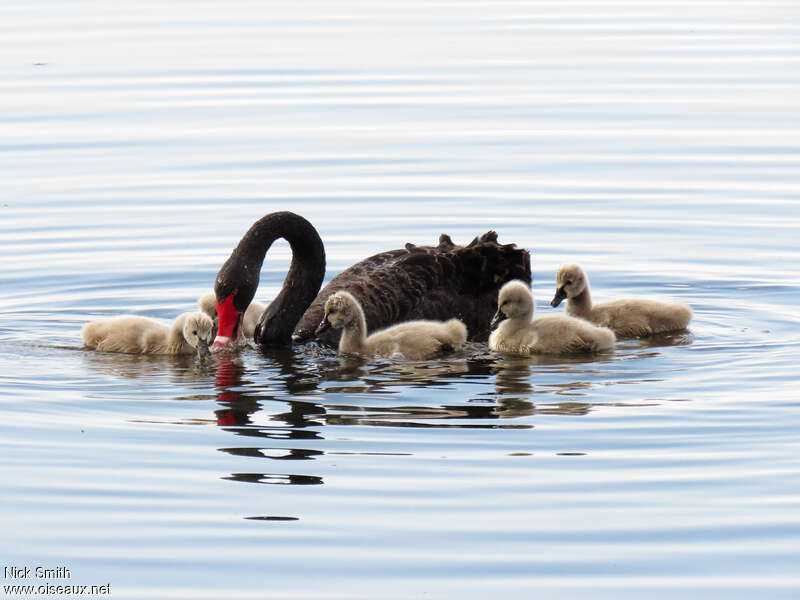 Cygne noir, pigmentation, mange