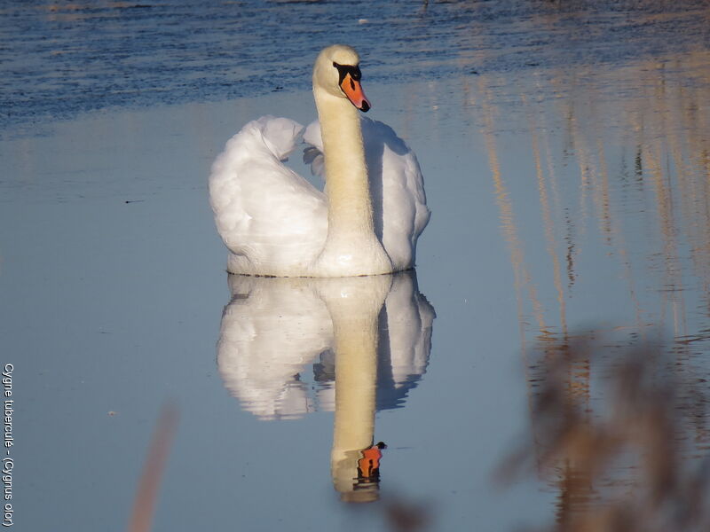 Mute Swan