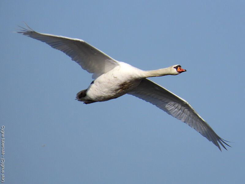 Cygne tuberculé