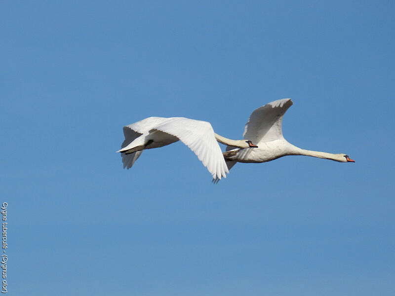 Cygne tuberculé