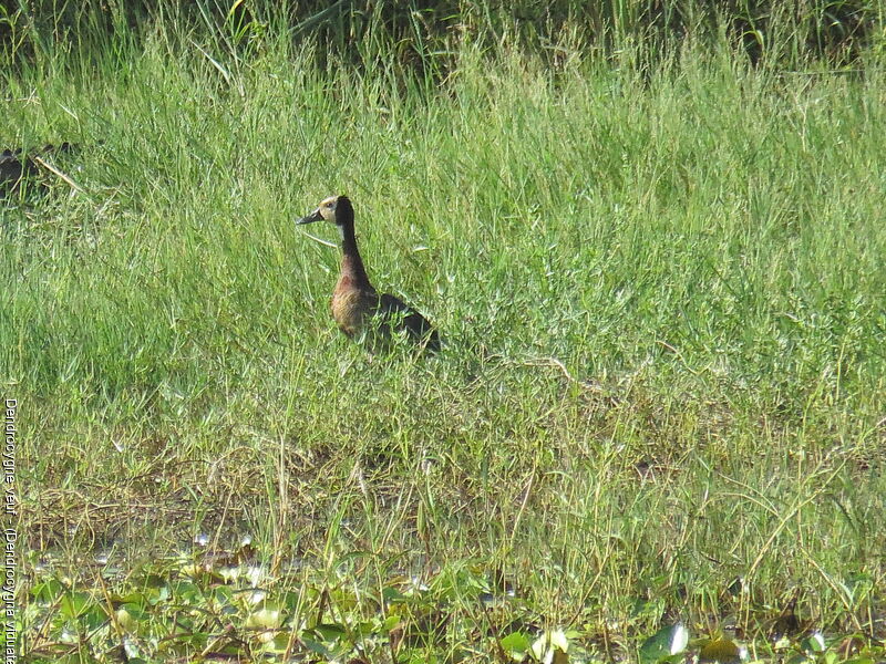 Dendrocygne veuf