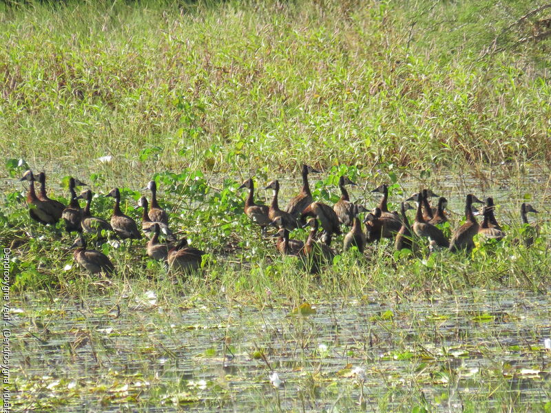 White-faced Whistling Duck