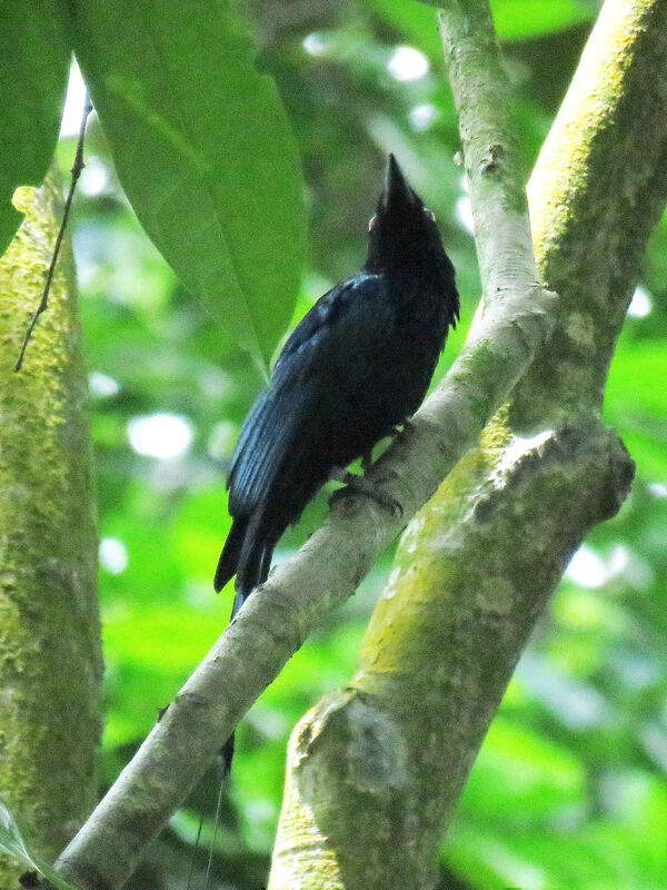 Drongo à raquettes