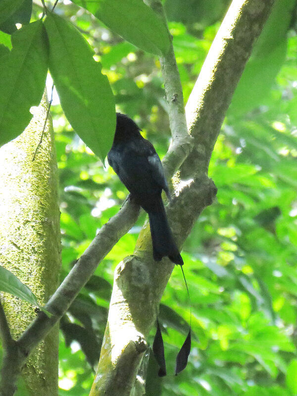 Greater Racket-tailed Drongo