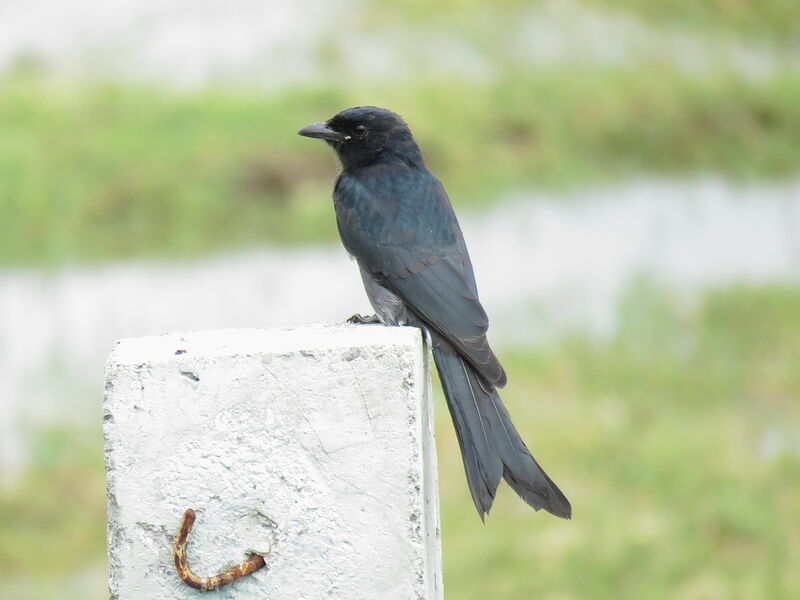 Black Drongo