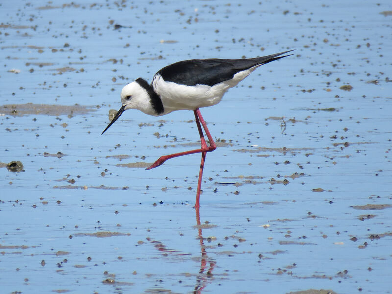 Black-winged Stilt