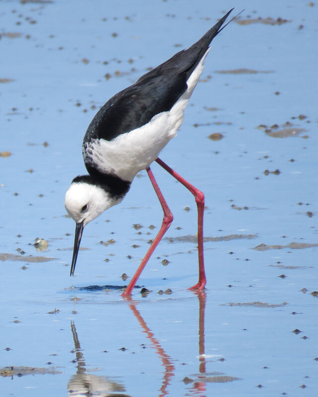 Black-winged Stilt