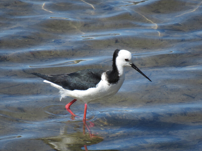 Black-winged Stilt