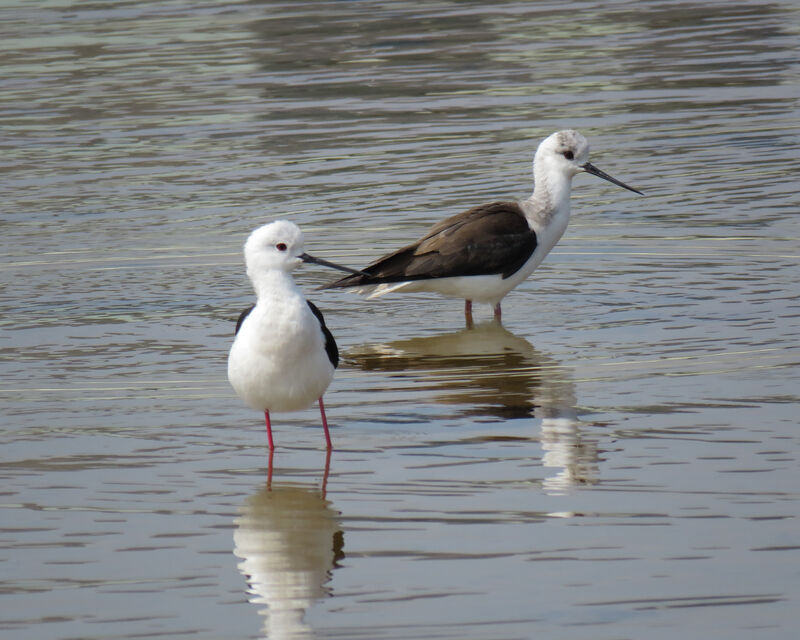 Black-winged Stilt