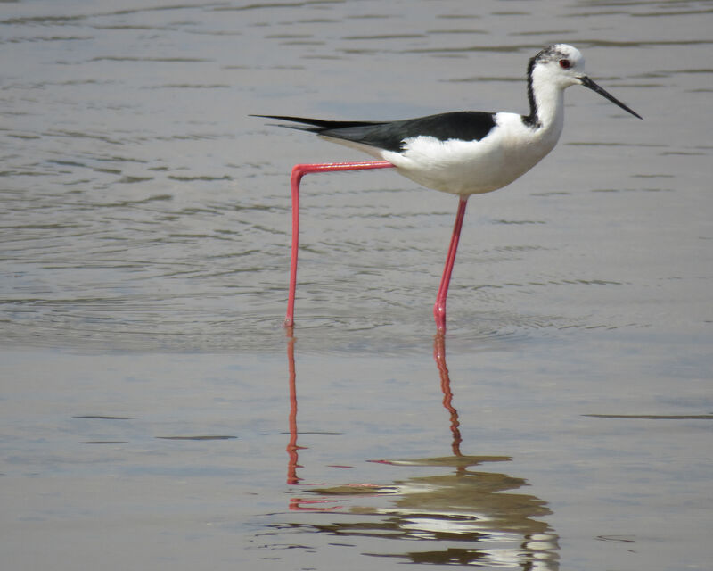 Échasse blanche