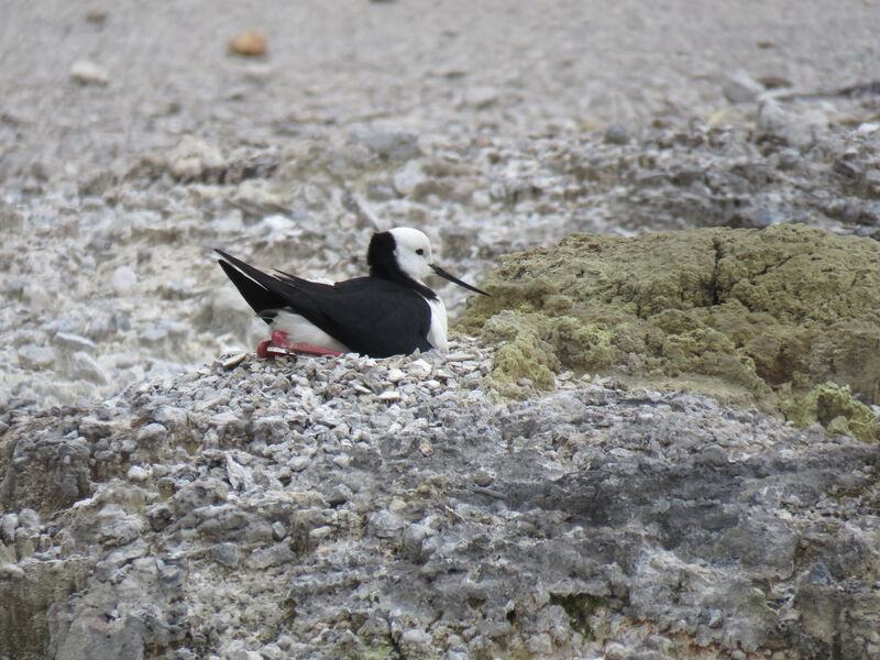 Black-winged Stilt, Reproduction-nesting