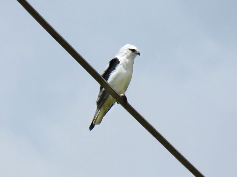 Black-winged Kite