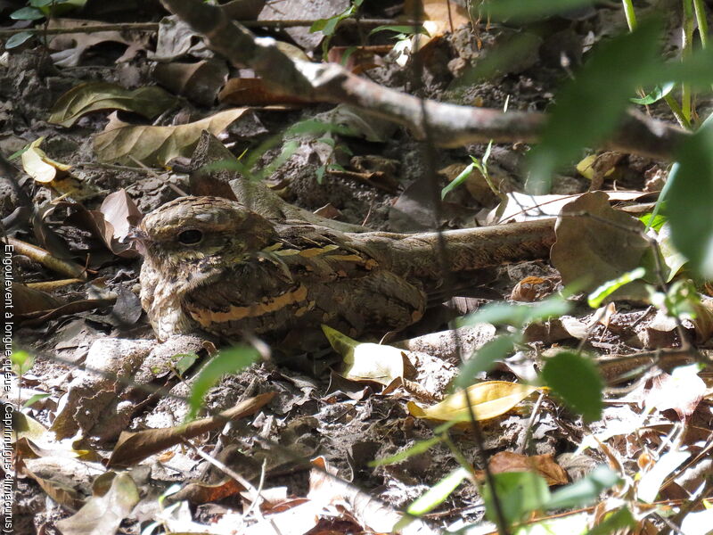 Long-tailed Nightjar