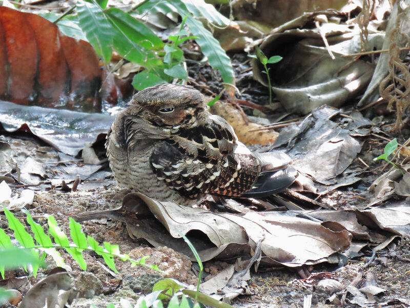 Large-tailed Nightjar