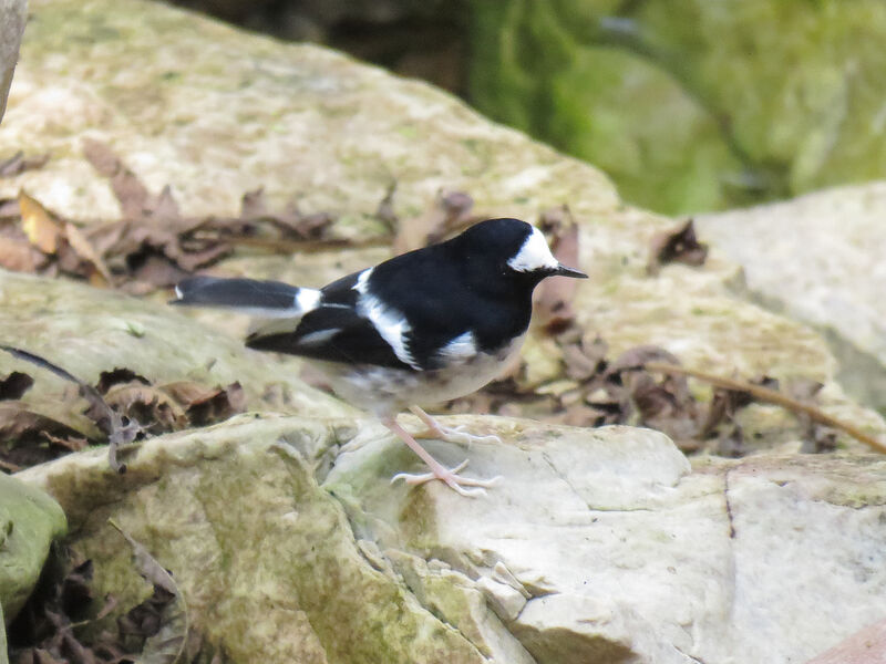 Little Forktail