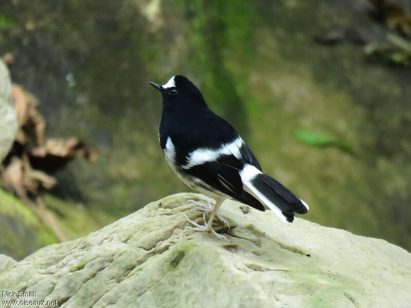 Énicure nainadulte, identification