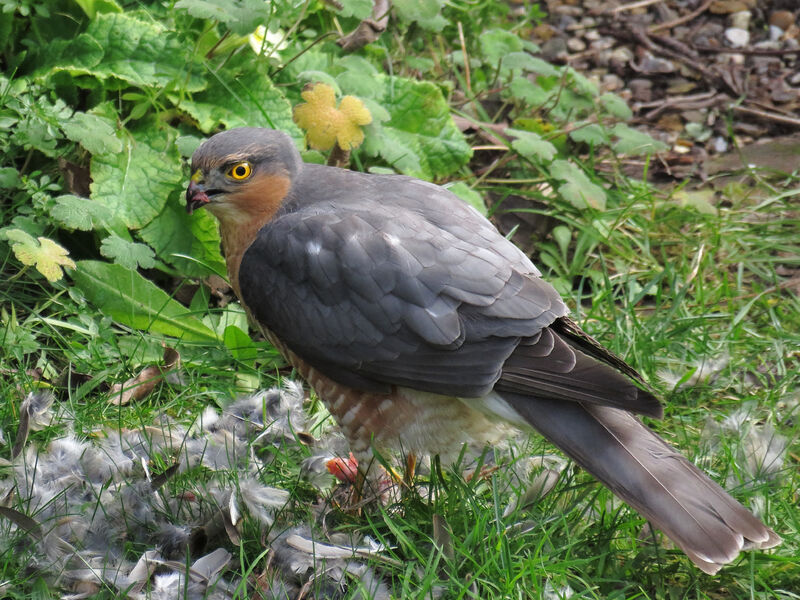 Eurasian Sparrowhawk male