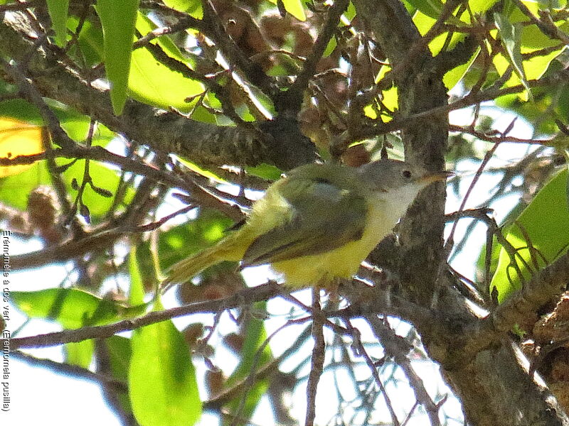 Senegal Eremomela