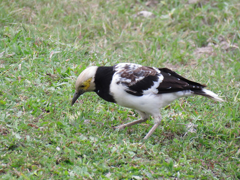 Black-collared Starling