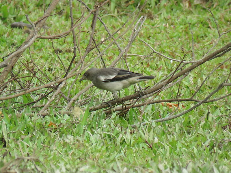 White-shouldered Starling