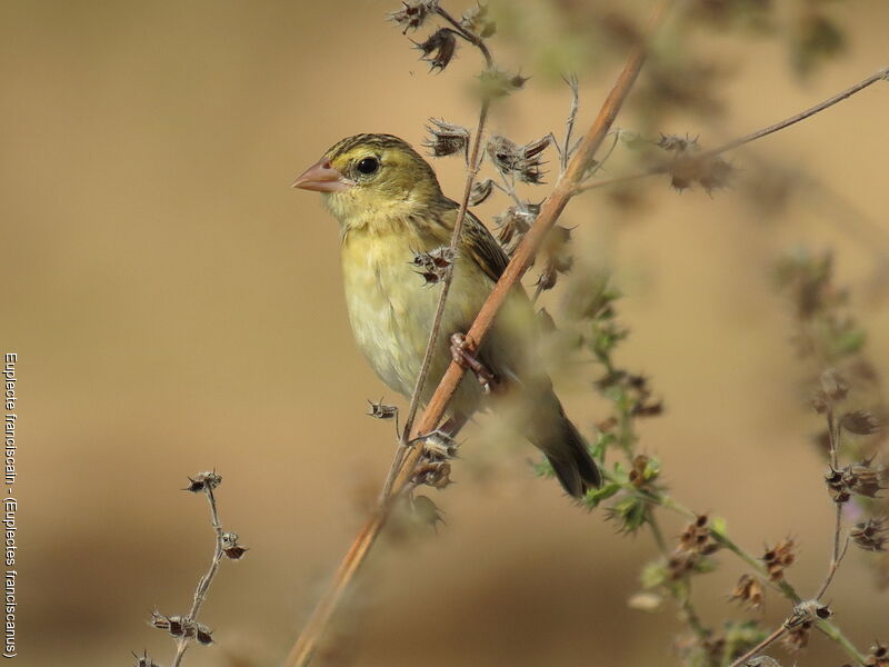 Northern Red Bishop female