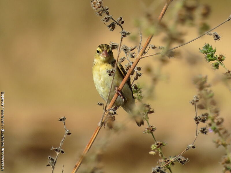 Northern Red Bishop female